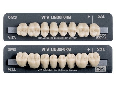 Lingoform teeth - Classic A1-D4