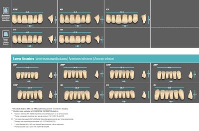 PHYSIODENS teeth - Classic A1-D4